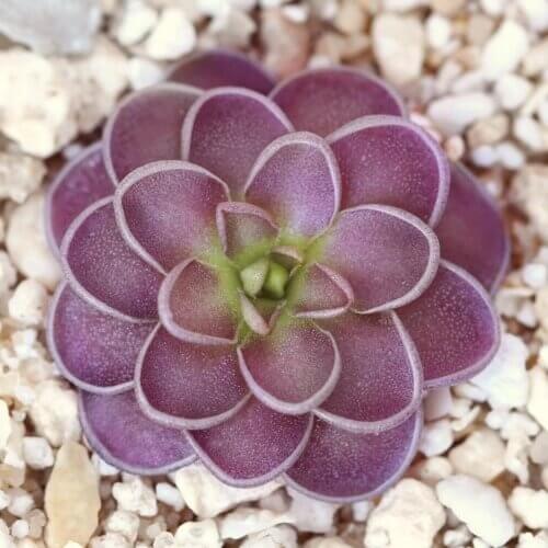 Carnivorous Butterwort Seeds