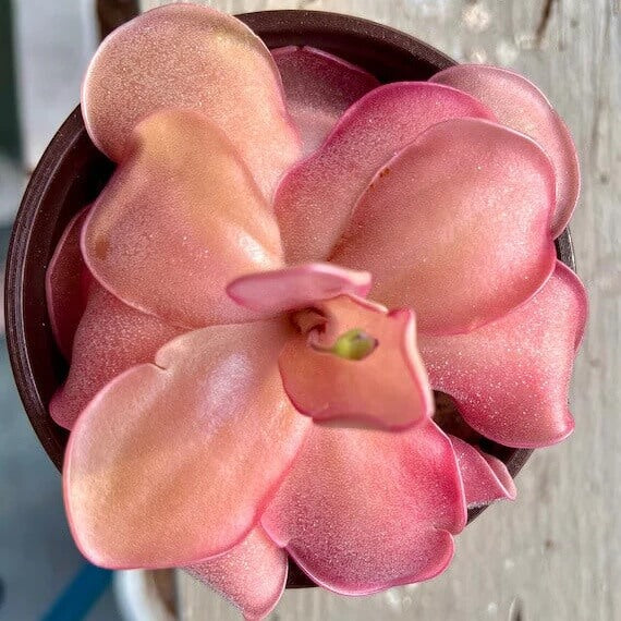 Carnivorous Butterwort Seeds