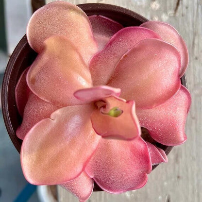 Carnivorous Butterwort Seeds