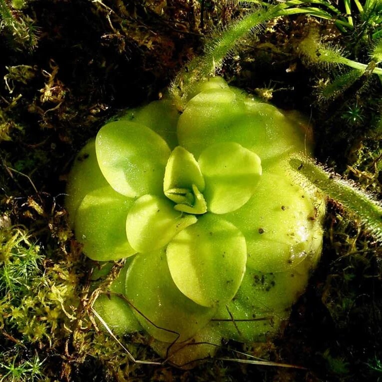 Carnivorous Butterwort Seeds