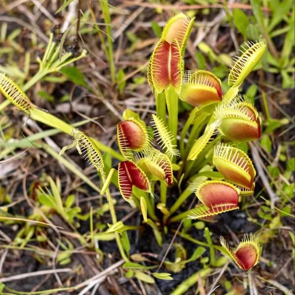 Carnivorous Plant 