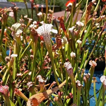 Carnivorous Plant Mix Seeds