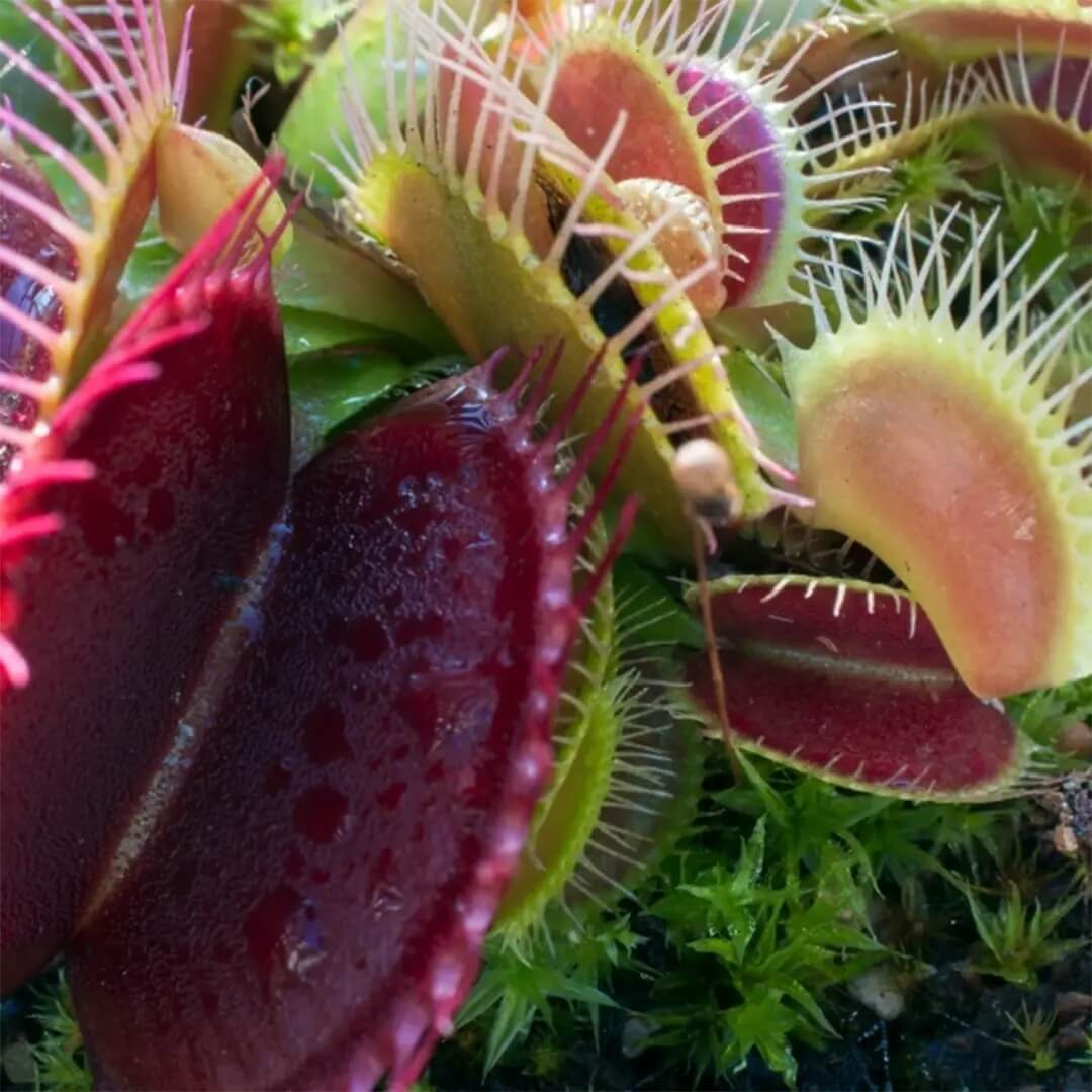 Carnivorous Plant Seeds