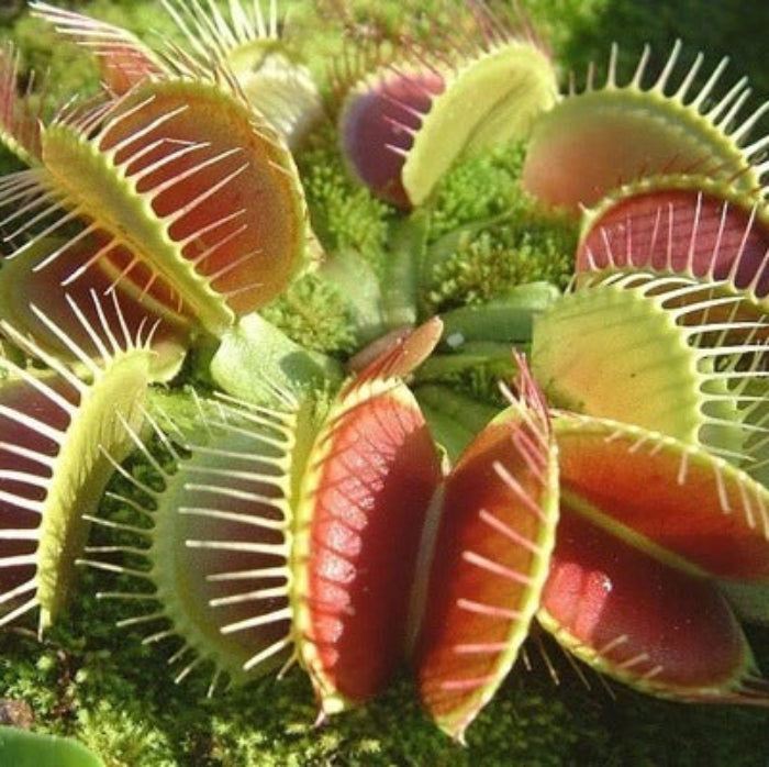 Carnivorous Plant Seeds