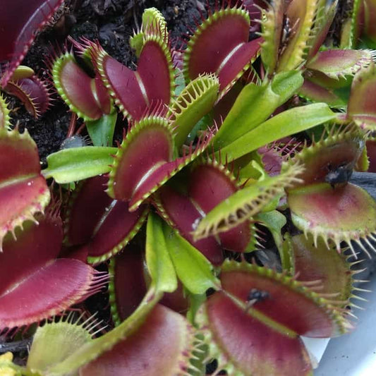 Carnivorous Plant Seeds
