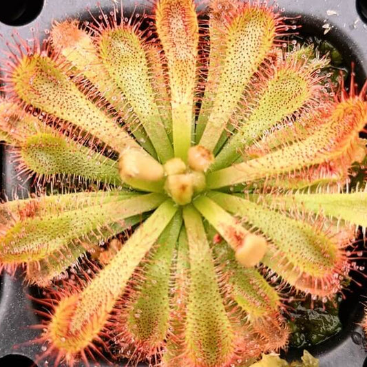 Carnivorous Sundew Seeds