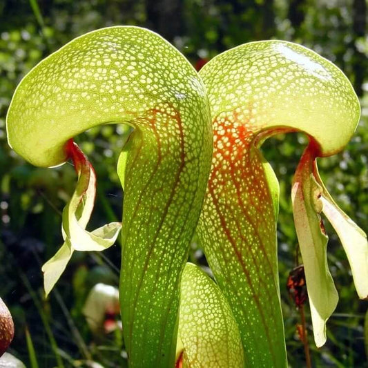 Carnivorous Terrarium Plant Seeds