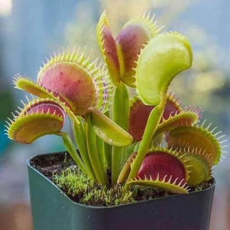 Carnivorous Trigger Plant Seeds