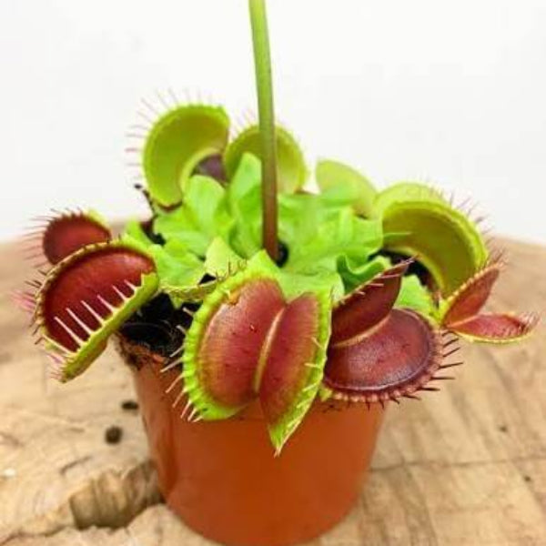 Carnivorous Trigger Plant Seeds