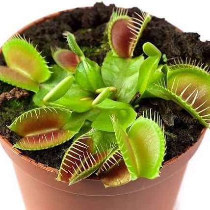 Carnivorous Trigger Plant Seeds