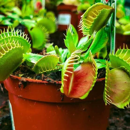 Carnivorous Trigger Plant Seeds