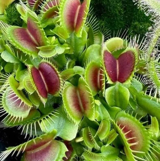 Carnivorous Vine Seeds