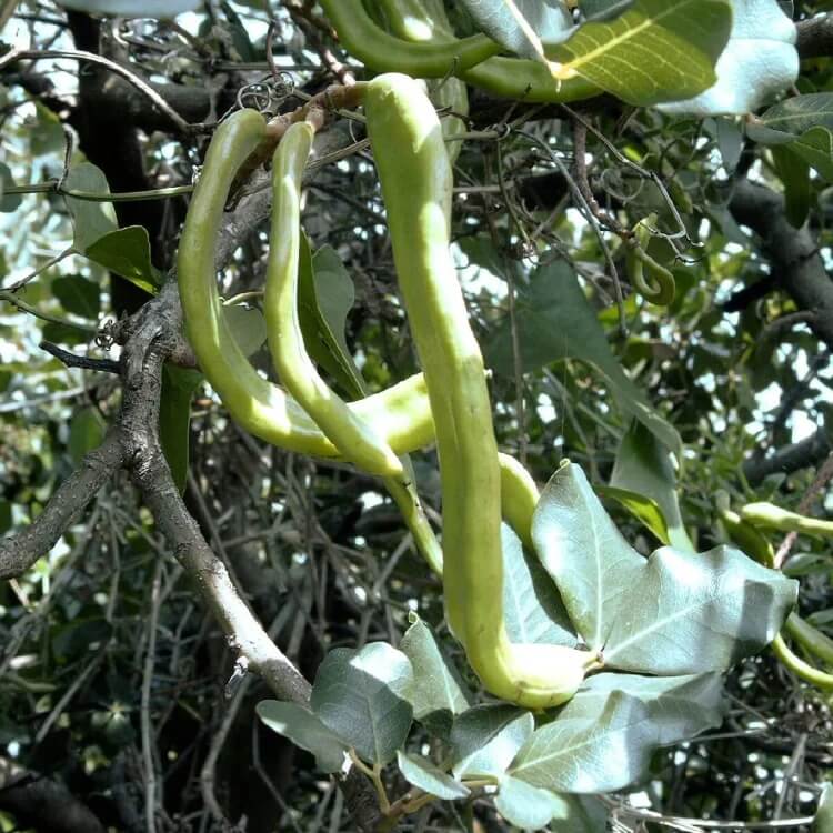 Carob Seeds