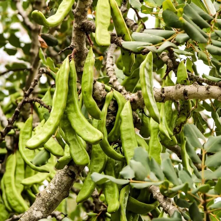 Carob Seeds