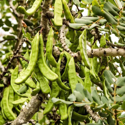 Carob Seeds