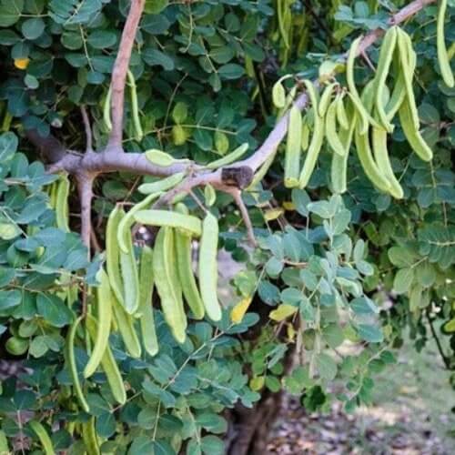 Carob Seeds