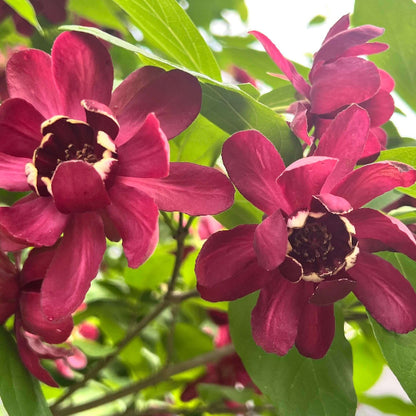 Carolina Allspice Seeds