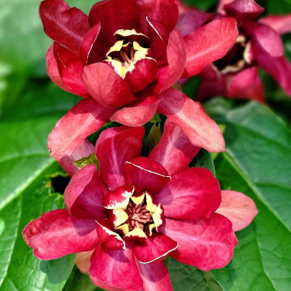 Carolina Allspice Seeds