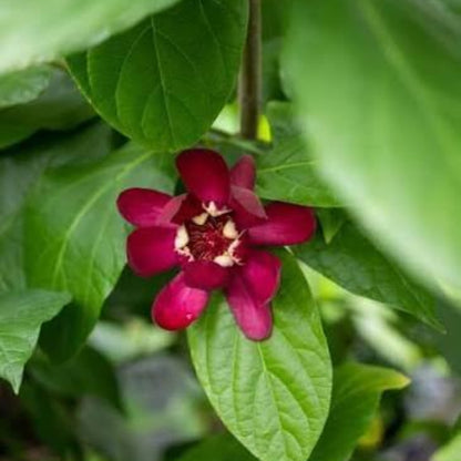 Carolina Allspice Seeds