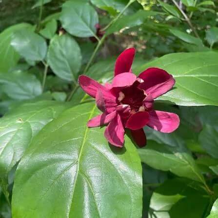 Carolina Allspice Seeds