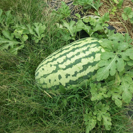 Carolina Cross Watermelon Seeds 
