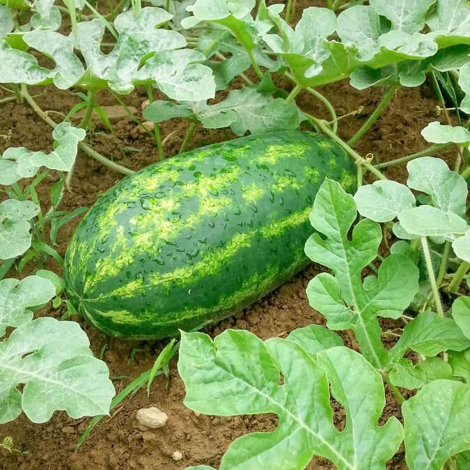 Carolina Cross Watermelon Seeds 