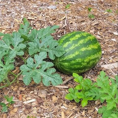 Carolina Cross Watermelon Seeds 