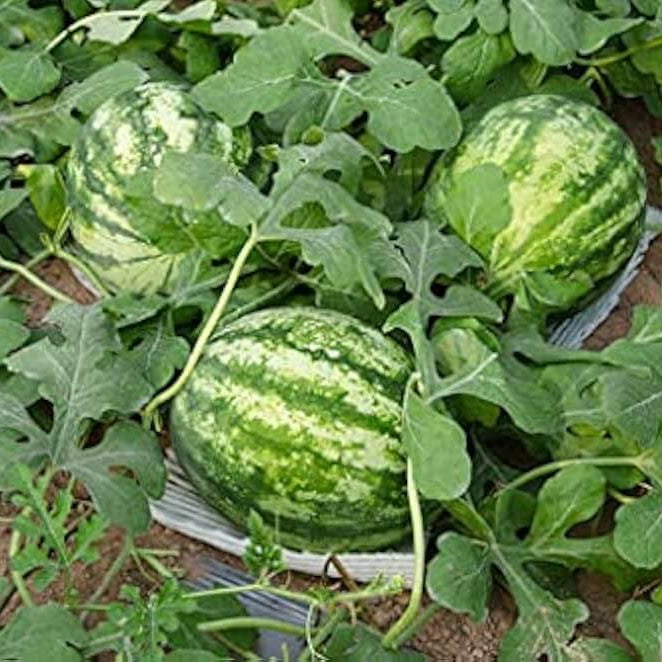 Carolina Cross Watermelon Seeds 