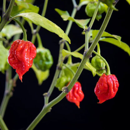Carolina Reaper Pepper Seeds - Vegetable Plant