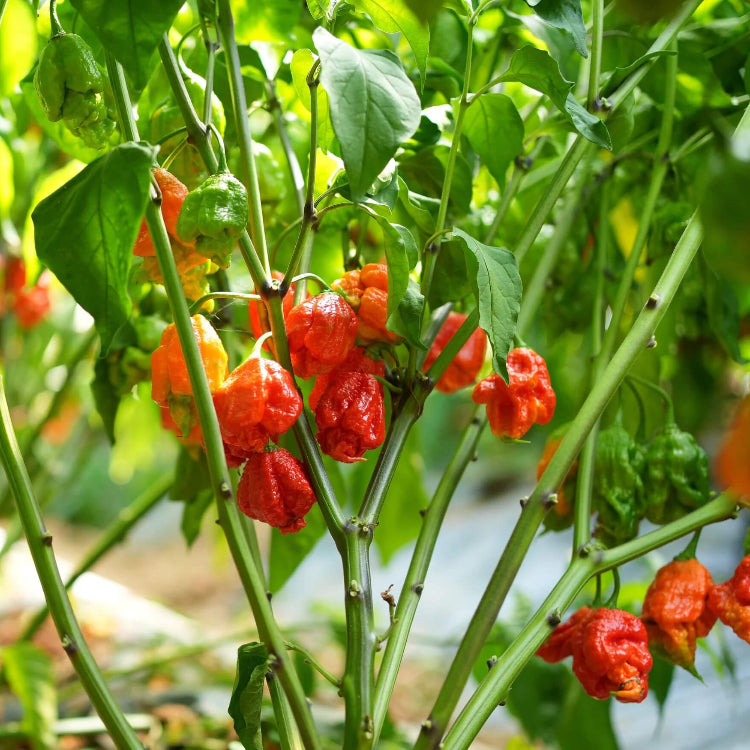 Carolina Reaper Pepper Seeds - Vegetable Plant