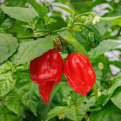 Carolina Reaper Pepper Seeds - Vegetable Plant