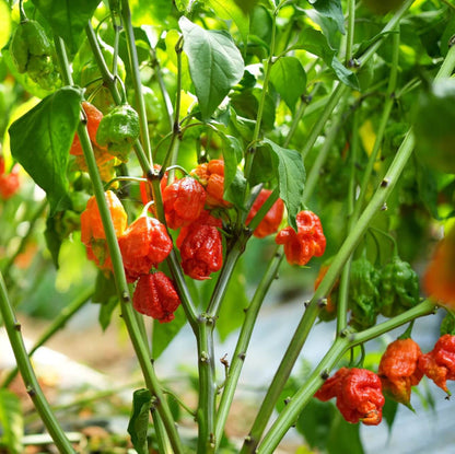 Carolina reaper chili pepper seeds - Vegetable Plant