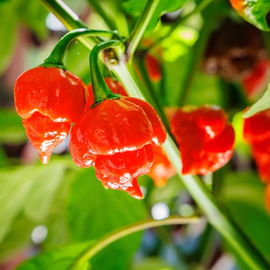 Carolina reaper chili pepper seeds - Vegetable Plant