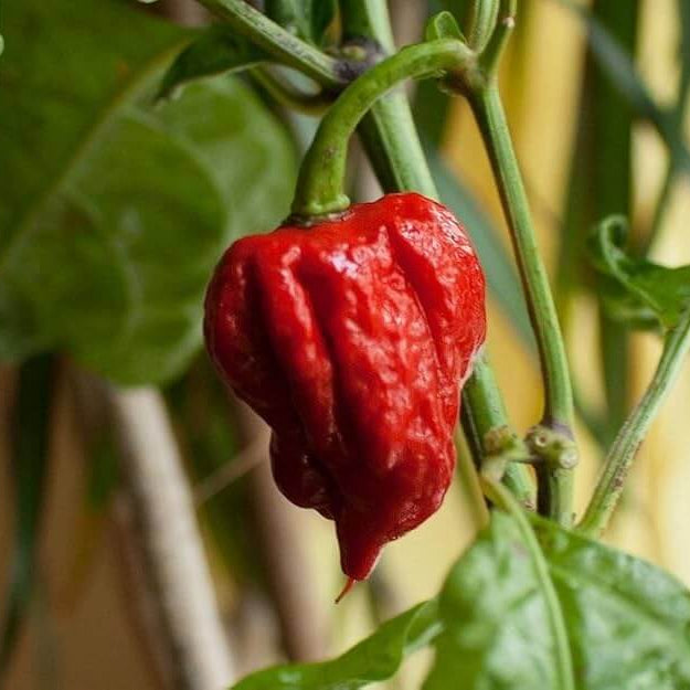 Carolina reaper chili pepper seeds - Vegetable Plant