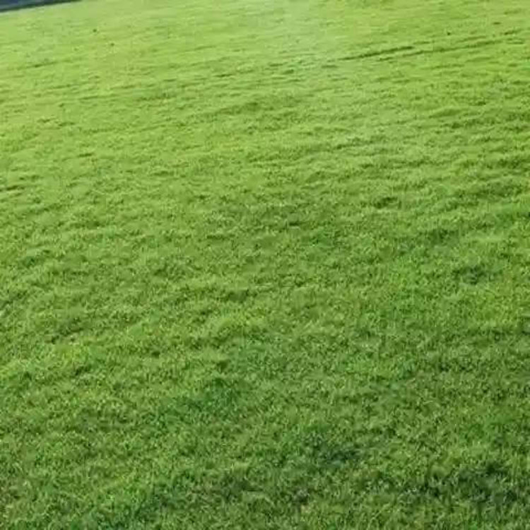 Carpet Grass Seeds - Graass Seeds for Home Gardens