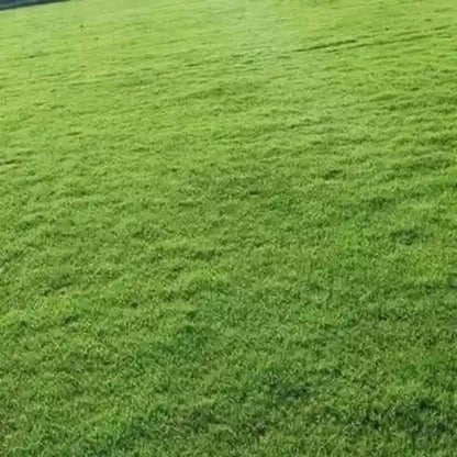 Carpet Grass Seeds - Graass Seeds for Home Gardens