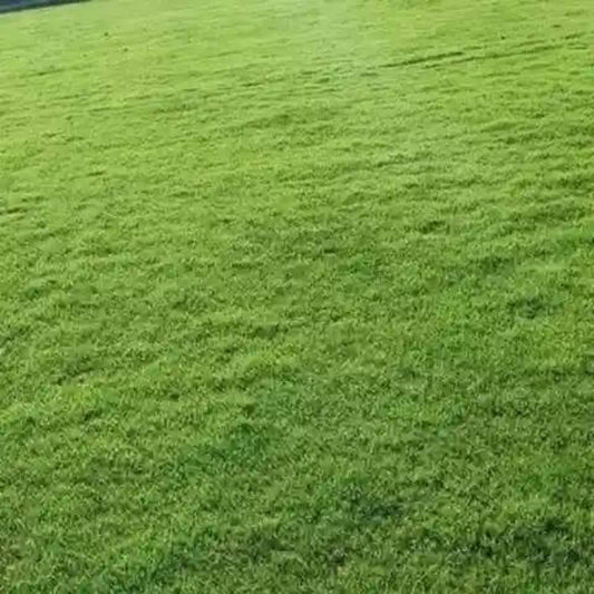 Carpet Grass Seeds - Graass Seeds for Home Gardens