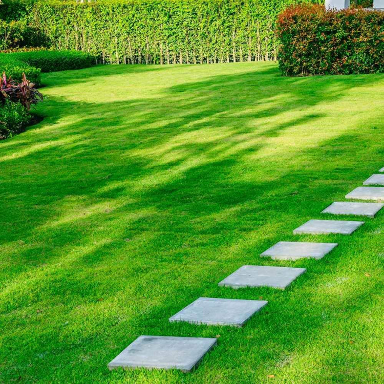 Carpet Grass Seeds - Graass Seeds for Home Gardens