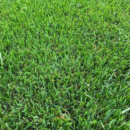 Carpet Lawn Grass Seeds