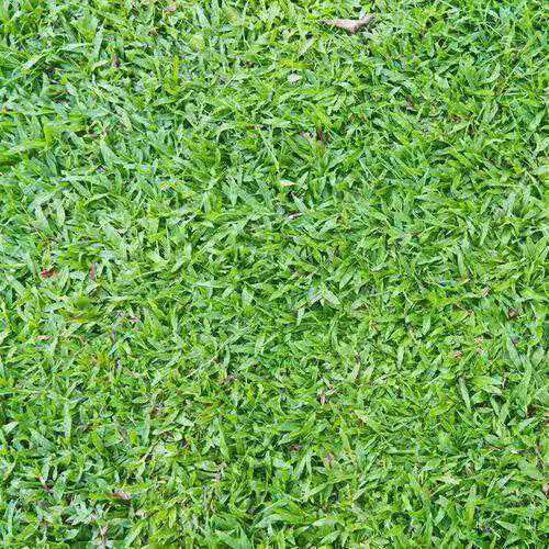 Carpet Lawn Grass Seeds