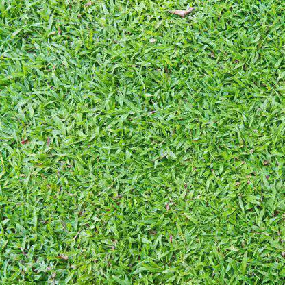 Carpet Lawn Grass Seeds