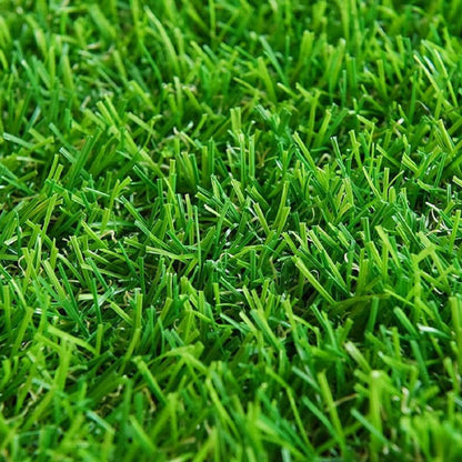Carpet Lawn Grass Seeds