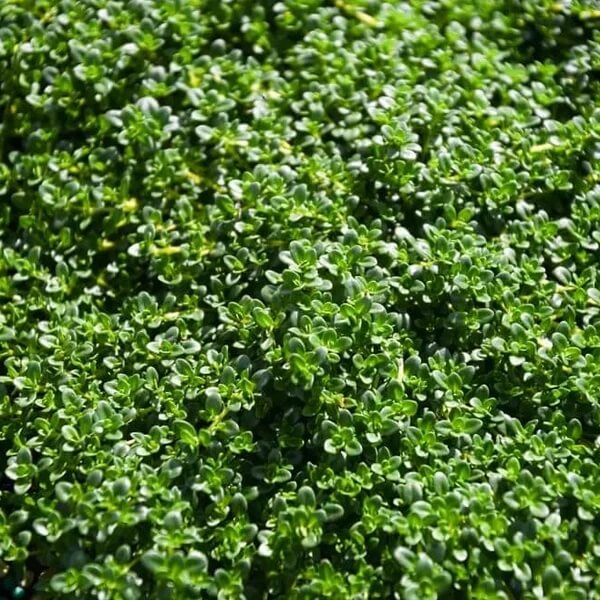 Carpet Thyme Seeds 