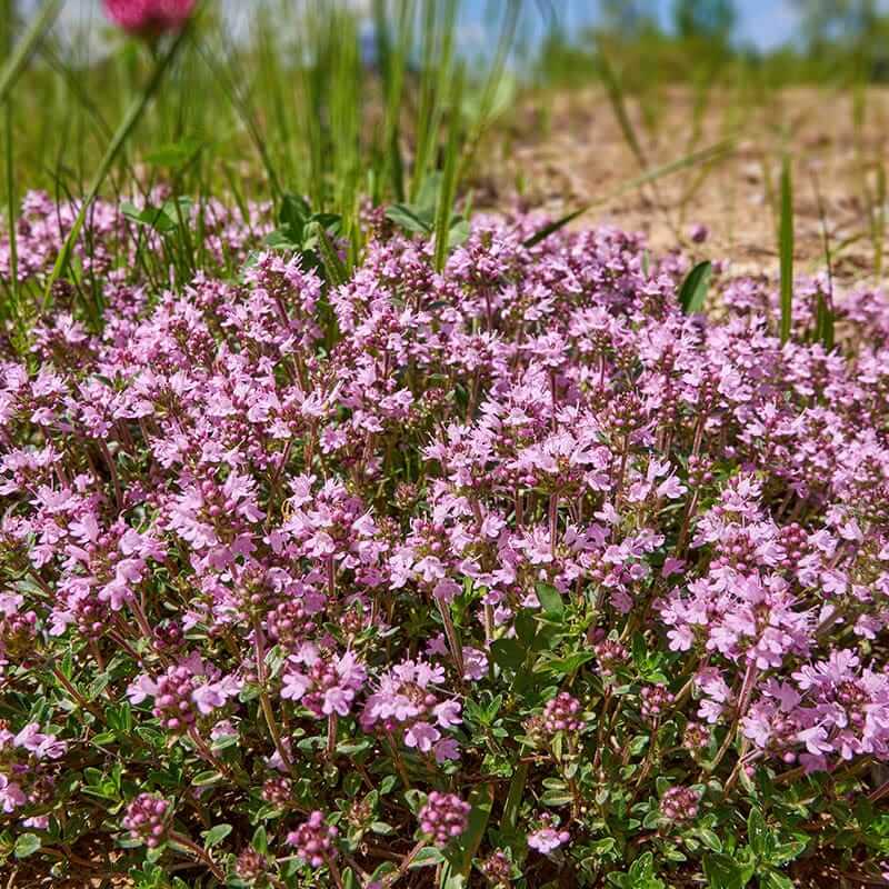 Carpet Thyme Seeds 