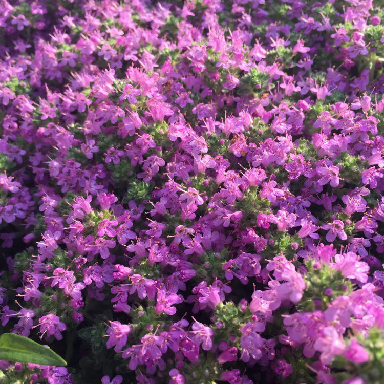 Carpet Thyme Seeds 