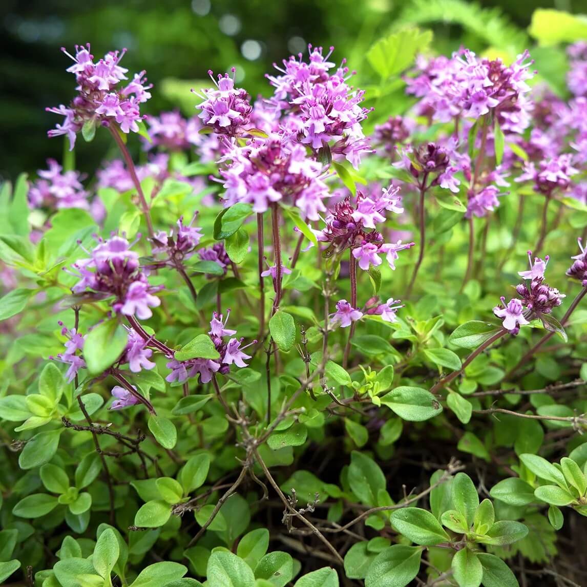 Carpet Thyme Seeds 