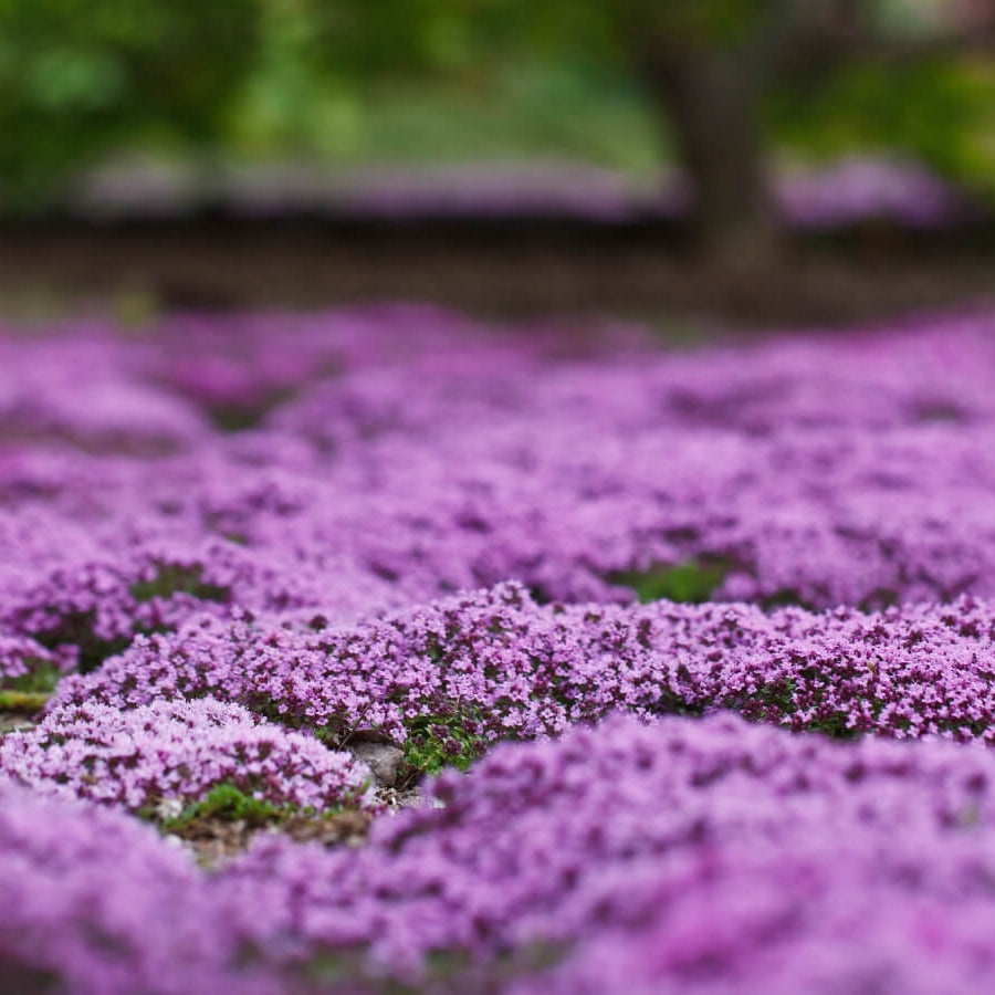Carpet Thyme Seeds 