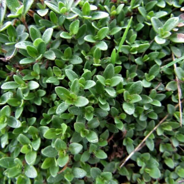 Carpet Thyme Seeds 