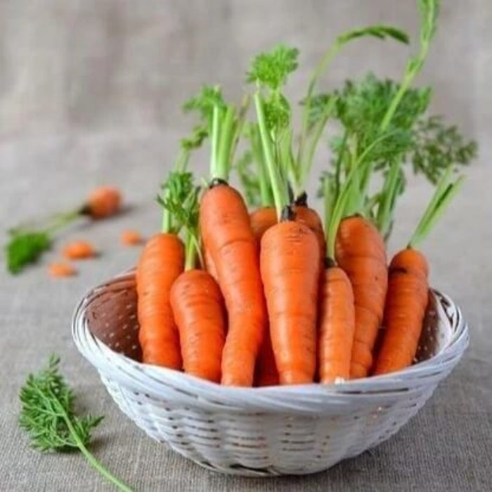 Carrot Seeds - Vegetable Plant