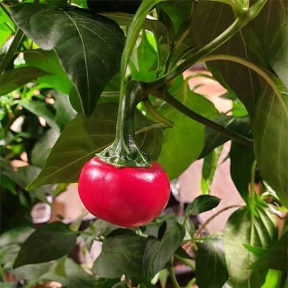 Cascabel Pepper Seeds - Vegetable Plant